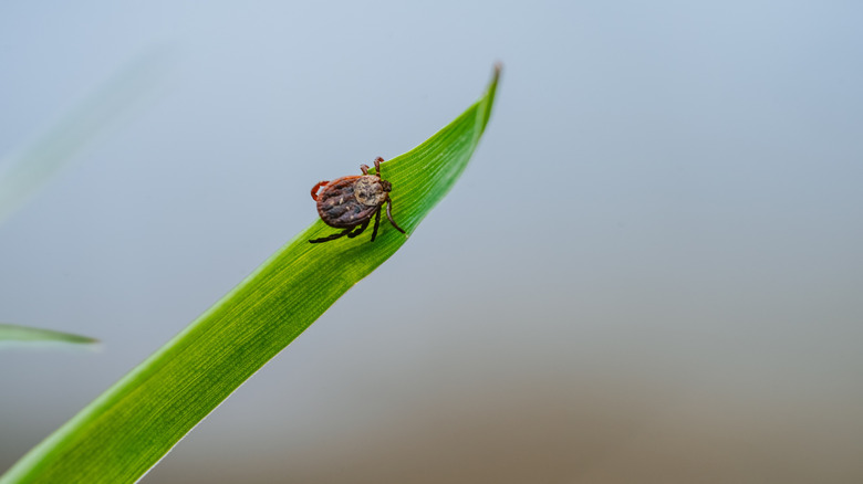 tick crawling on a leaf