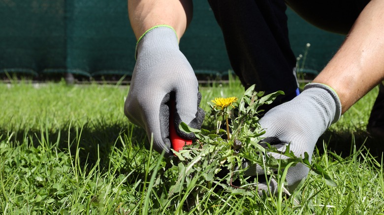 a man wearing gray gloves removes a dandelion from the lawn